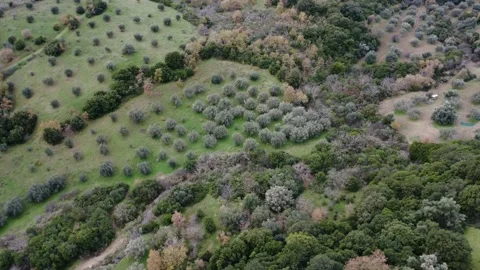 Isolated Mountain Olive Grove Surrounded by Mediterranean Forest in Greece 스톡 동영상 326935408