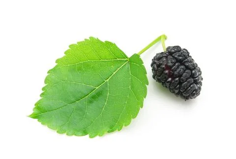 Isolated mulberry Stock Photos