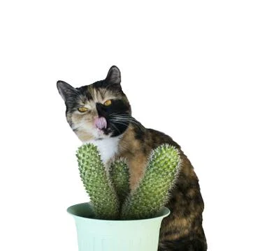 Isolated multi-colored cat with cactus on white background Stock Photos