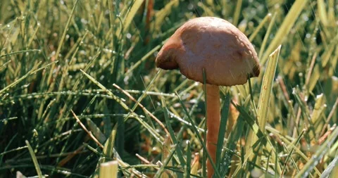 Isolated mushroom in lawn macro with a light rain Stock Footage 256043368