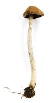 Isolated Mushroom With Stem Stock Photos
