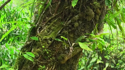 Isolated Nature Tropical  Jungle Epiphytes Stock Footage