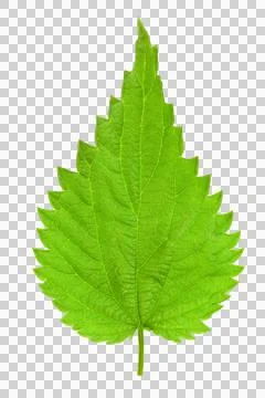 Isolated nettle leaf Stock Photos
