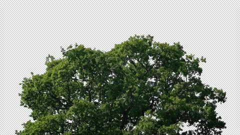 Isolated Oak Tree In Breeze Pre-Keyed With Alpha Channel Stock Footage 330503832