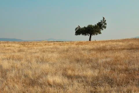 An isolated oak tree in the meadow with three vultures perched on its branches Stock Photos
