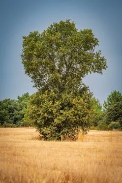 Isolated oak tree in the middle of the wheat crop Fotos Stock