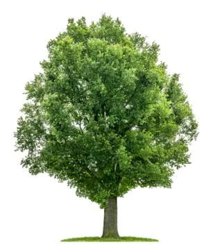 Isolated oak tree on a white background Stock Photos