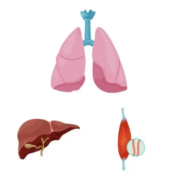 Isolated object of body and human sign. Collection of body and medical stock Stock Illustration