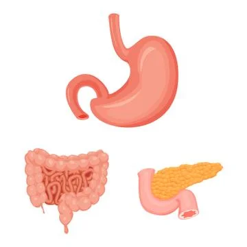 Isolated object of body and human sign. Set of body and medical stock symbol for Stock Illustration