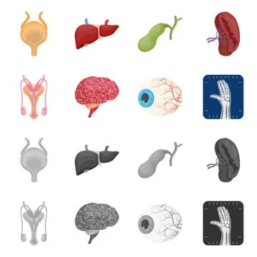 Isolated object of body and human symbol. Collection of body and medical vector Stock Illustration