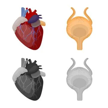 Isolated object of body and human icon. Set of body and medical vector icon for Stock Illustration
