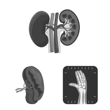 Isolated object of body and human sign. Collection of body and medical stock Stock Illustration
