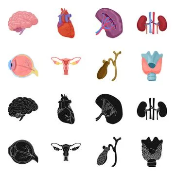 Isolated object of body and human symbol. Set of body and medical stock vector Illustrazione stock