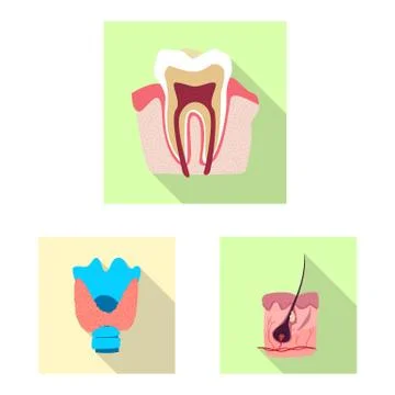 Isolated object of body and human icon. Set of body and medical vector icon for Stock Illustration