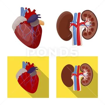 Isolated object of body and human sign. Collection of body and medical stock Stock Illustration