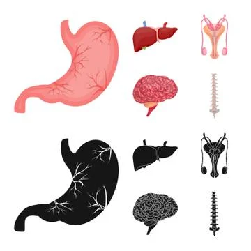 Isolated object of body and human icon. Collection of body and medical stock Stock Illustration