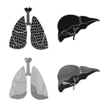 Isolated object of body and human icon. Collection of body and medical vector Stock Illustration