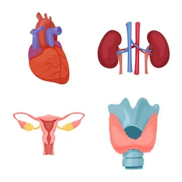 Isolated object of body and human symbol. Collection of body and medical vector Stock Illustration