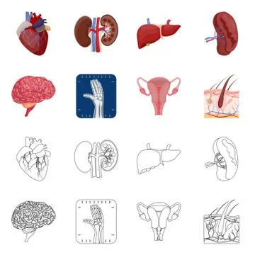 Isolated object of body and human symbol. Set of body and medical stock vector Stock Illustration