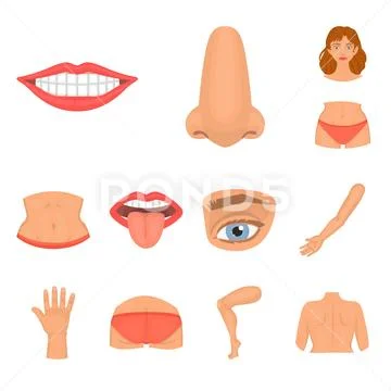 Isolated object of body and part symbol. Set of body and anatomy stock ...