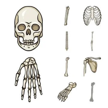 Isolated object of bone and skeleton sign. Set of bone and human vector icon for Stock Illustration