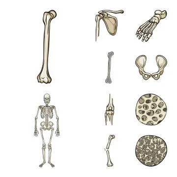 Isolated object of bone and skeleton symbol. Collection of bone and human vector Stock Illustration