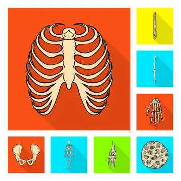 Isolated object of bone and skeleton icon. Set of bone and human stock vector Stock Illustration