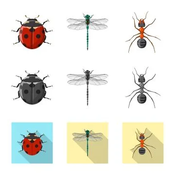 Isolated object of insect and fly sign. Collection of insect and element vector Stock Illustration