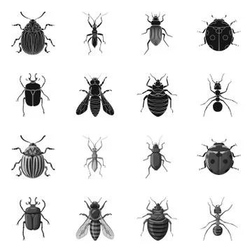 Isolated object of insect and fly icon. Set of insect and element stock symbol Ilustración de archivo