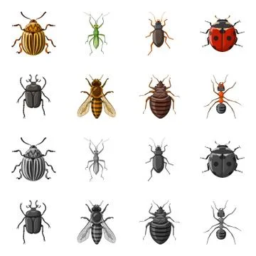 Isolated object of insect and fly symbol. Set of insect and element stock symbol Ilustración de archivo