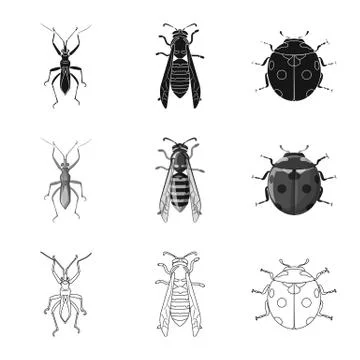 Isolated object of insect and fly icon. Set of insect and element stock vector Stock Illustration