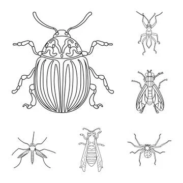 Isolated object of insect and fly symbol. Collection of insect and element 스톡 일러스트