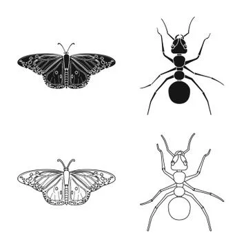 Isolated object of insect and fly sign. Set of insect and element stock vector Stock Illustration