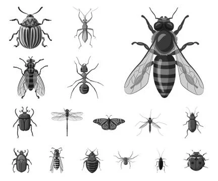Isolated object of insect and fly symbol. Set of insect and element vector icon Illustrazione stock