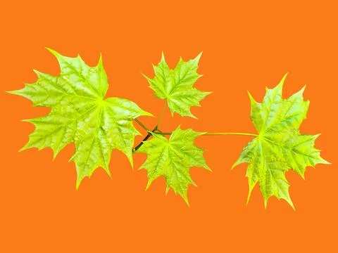 Isolated object - maple branch Stock Photos