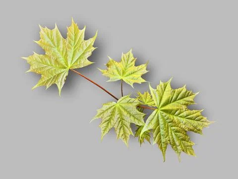 Isolated object - maple branch Stock Photos
