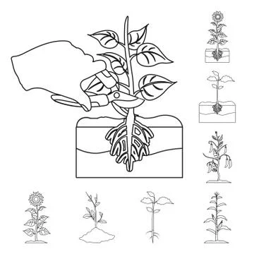 Isolated object of plant and bean symbol. Collection of plant and process stock Stock Illustration