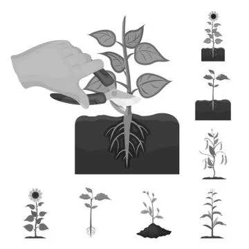 Isolated object of plant and bean sign. Collection of plant and process vector Stock Illustration