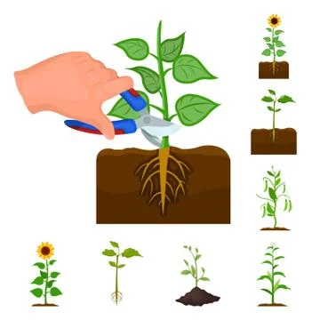 Isolated object of plant and bean icon. Collection of plant and process stock Stock Illustration