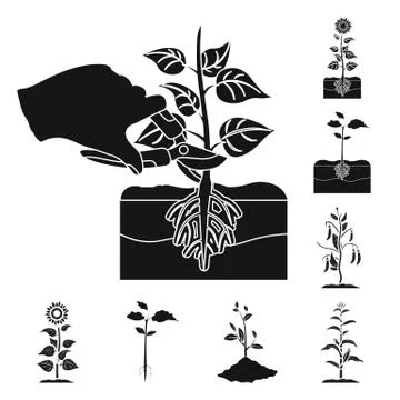 Isolated object of plant and bean icon. Set of plant and process vector icon for Stock Illustration
