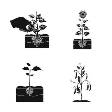 Isolated object of plant and bean sign. Collection of plant and process vector 스톡 일러스트