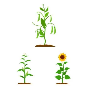 Isolated object of plant and bean logo. Collection of plant and process stock Stock Illustration