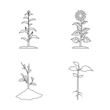 Isolated object of plant and bean icon. Set of plant and process stock symbol Stock Illustration