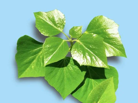 Isolated object - poplar branch. Stock Photos