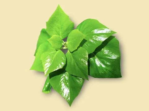 Isolated object - poplar branch. Stock Photos