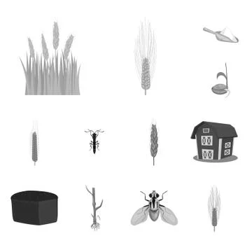 Isolated object of rye and plant symbol. Set of rye and corn vector icon for Stock Illustration