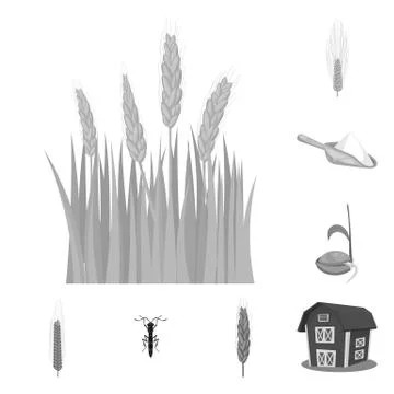 Isolated object of rye and plant icon. Collection of rye and corn stock symbol Illustrazione stock