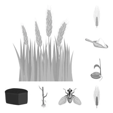 Isolated object of rye and plant logo. Collection of rye and corn stock vector Illustrazione stock