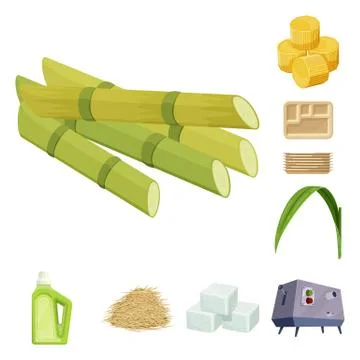 Isolated object of sugarcane and cane logo. Collection of sugarcane and field Stock Illustration
