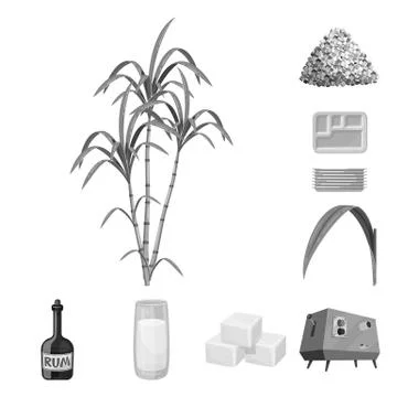 Isolated object of sugarcane and cane sign. Collection of sugarcane and field Stock Illustration